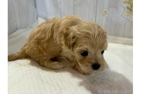 販売中の群馬県のマルプー:マルチーズ×トイプードル-388460の5枚目